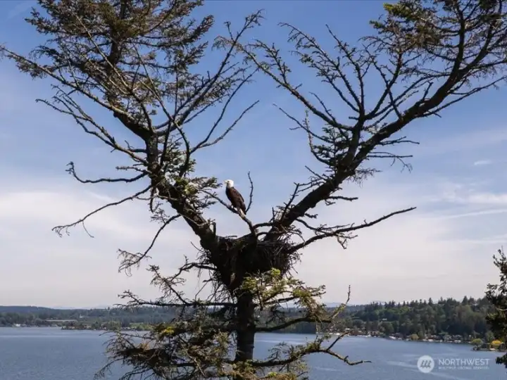 Eagles live and soar throughout the year right above the house.