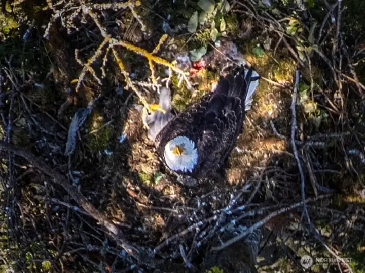 Watch the eagles from multiple levels with potential for ADU & DECKS