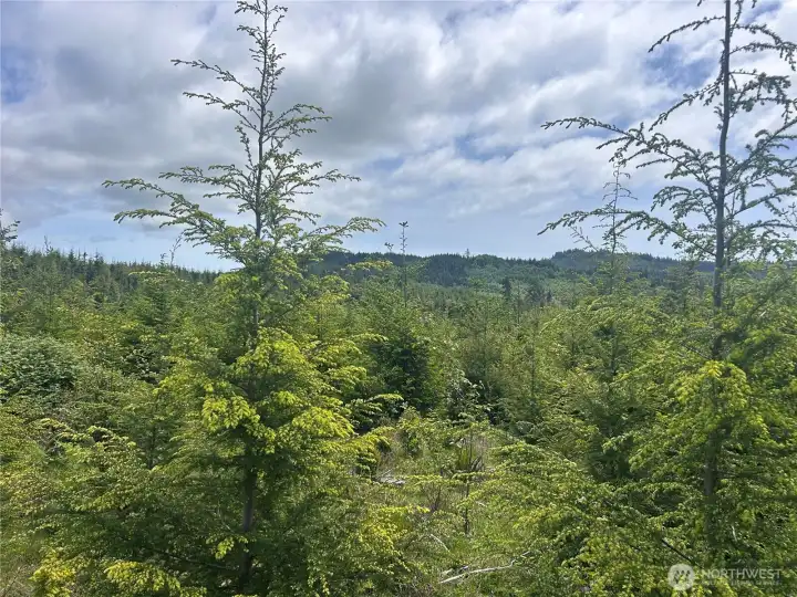 Trees Trees