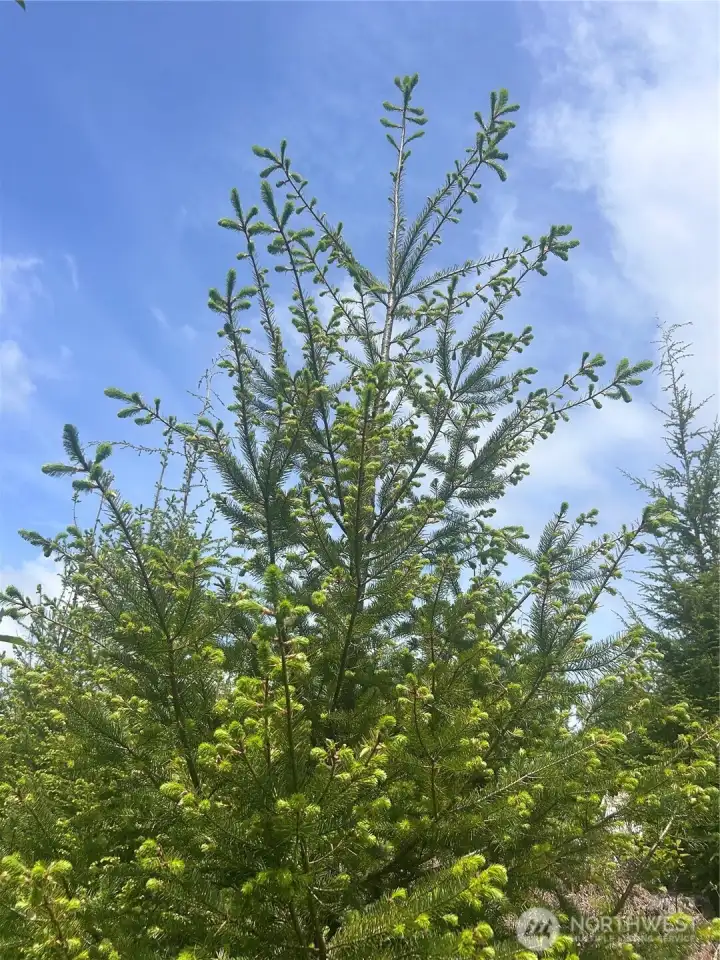 Growth Growth