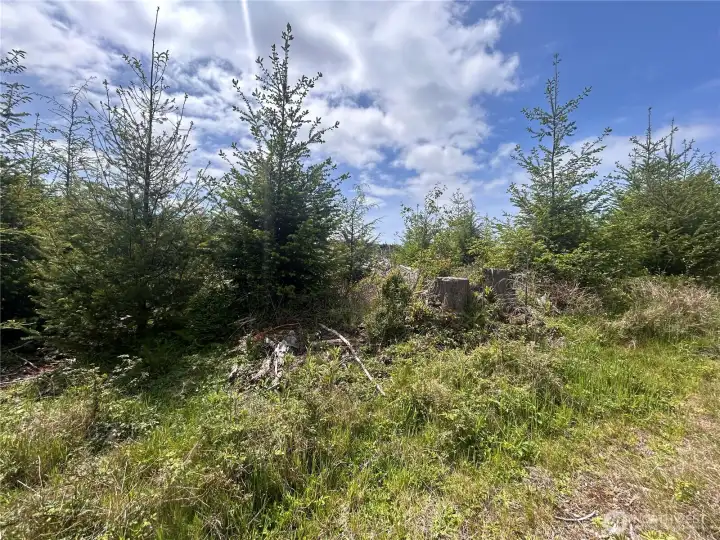 Trees on site Trees on site