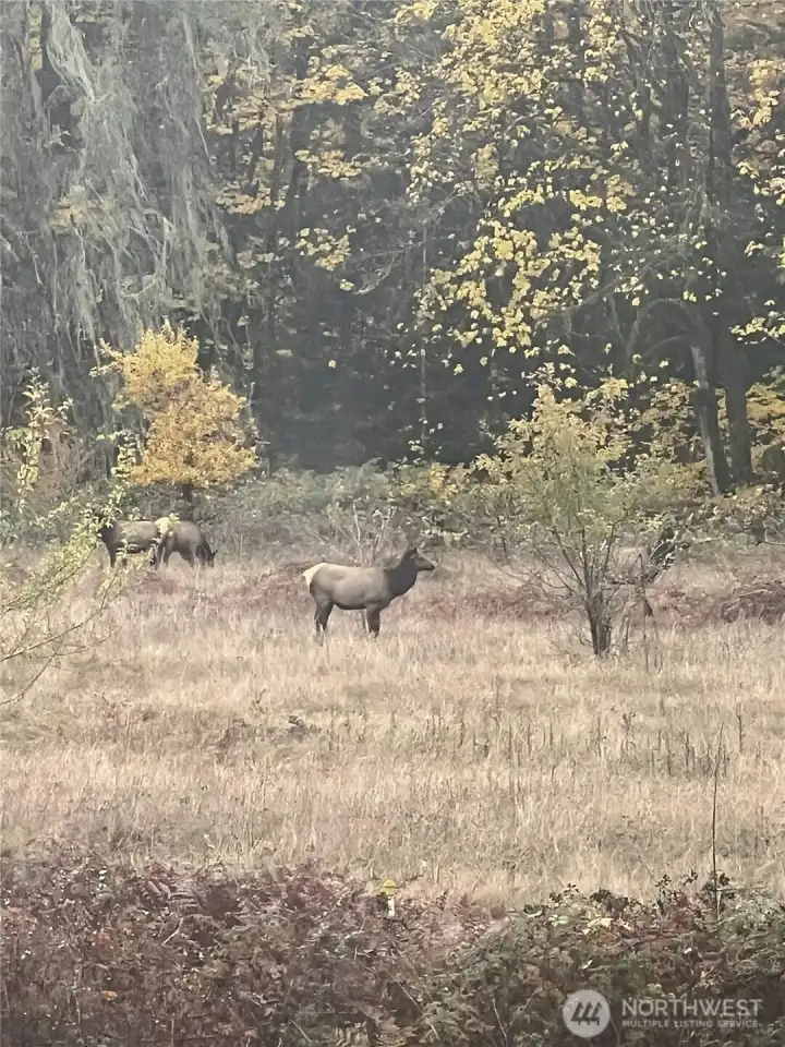 Resident elk that visit occassionally.