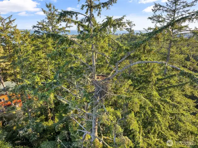 Watch Eagles from Your Backyard