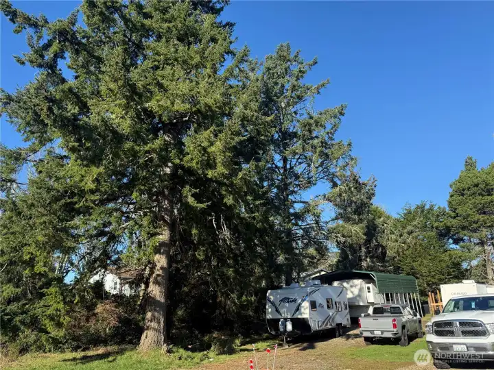 Gorgeous tree on property