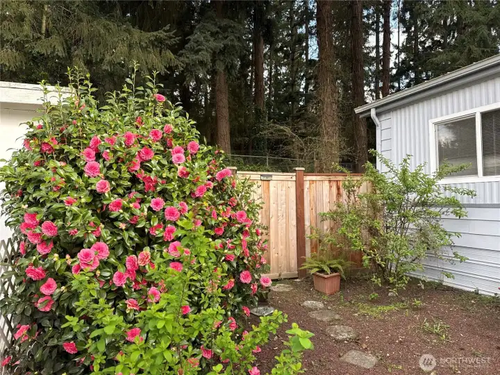 The flowers are blooming and you have to check them out. The flowers are blooming and you have to check them out.