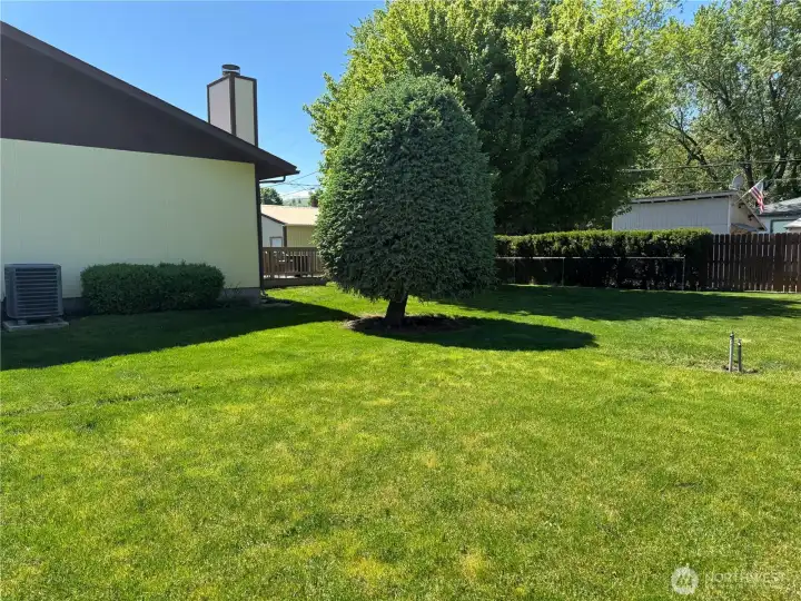 Backyard.