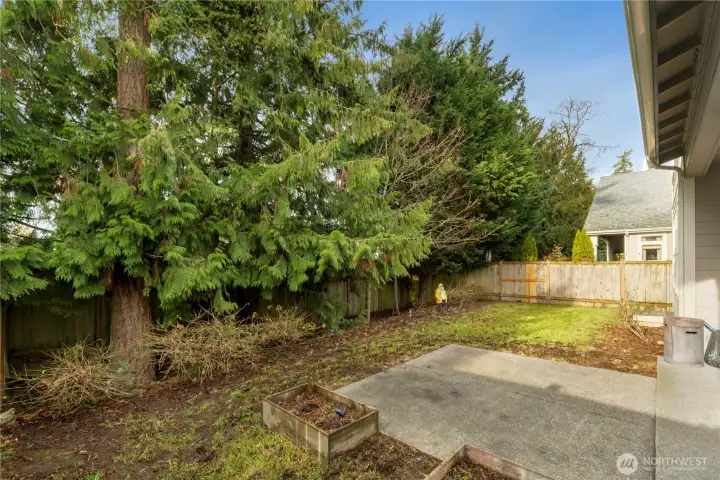 Back yard / Patio