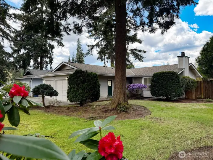 Immaculate front yard with majestic trees and shrubbery