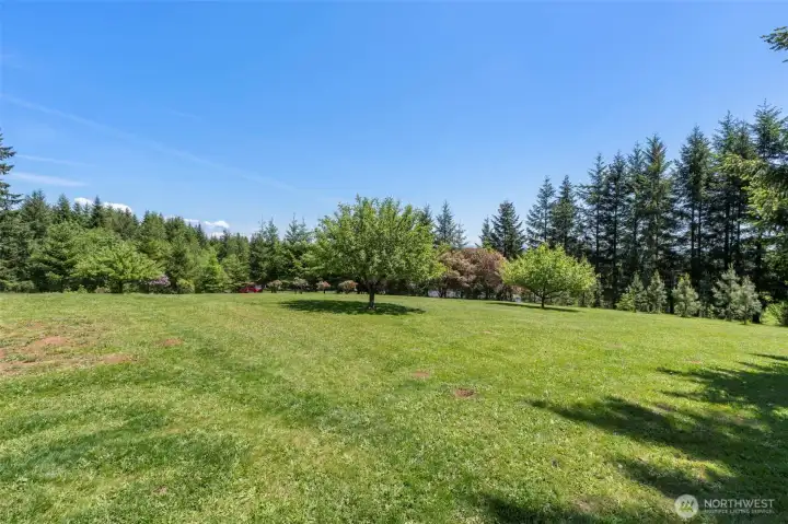 Mature apple trees in beautiful flat yard area Mature apple trees in beautiful flat yard area