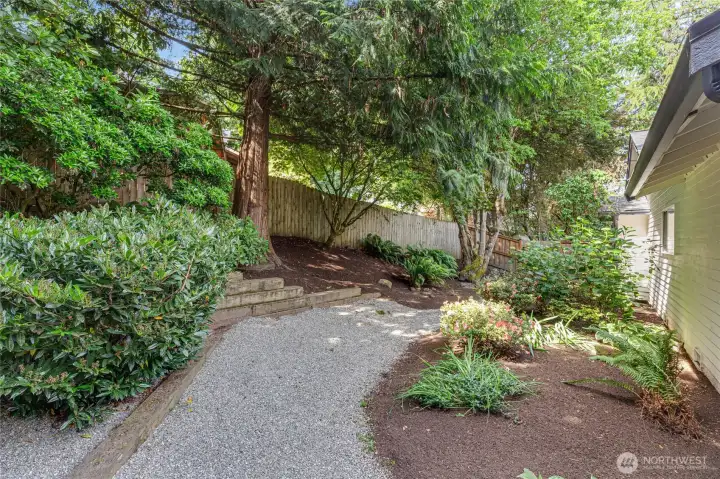 backyard backyard