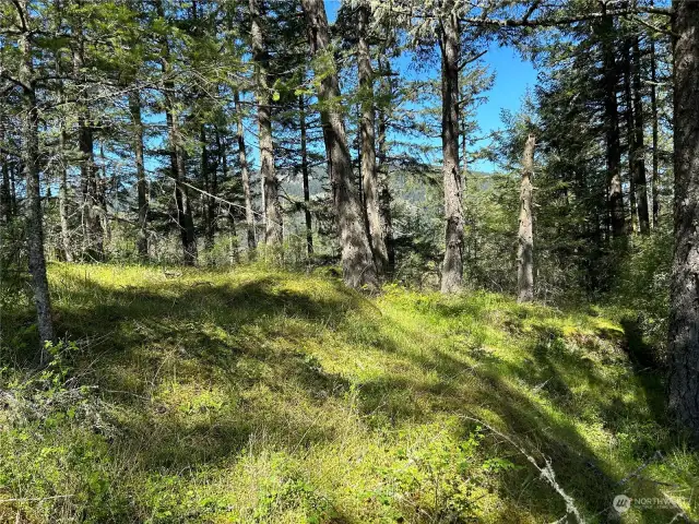 Glimpses of Turtleback Mountain