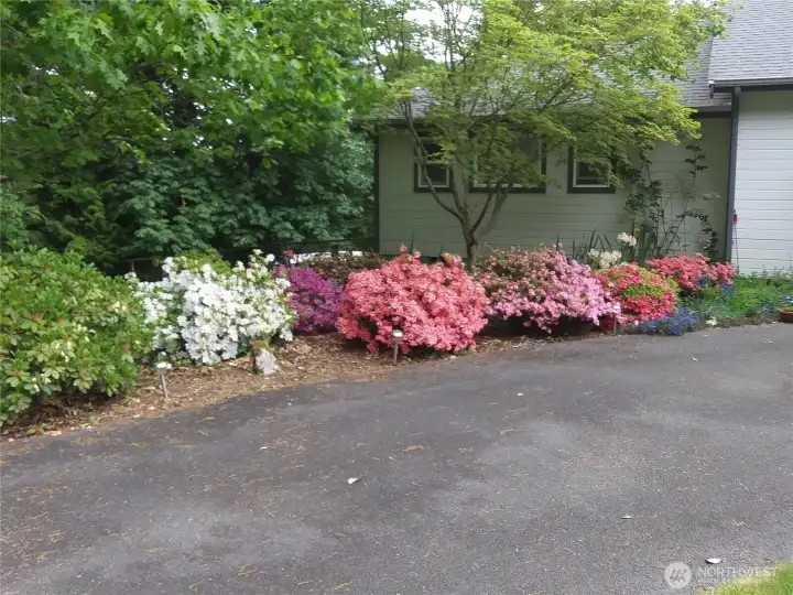 Rhodies surround the circular drive.