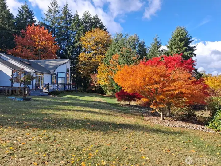 Japanese maple explodes into fall colors!