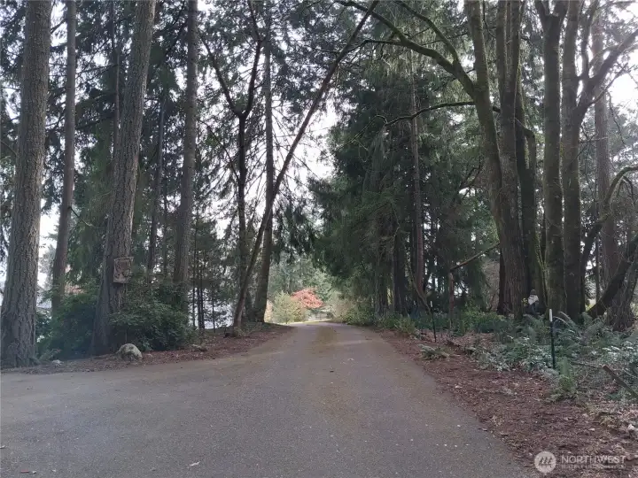 The road goes ever on! The trees surround the driveway to this wonderful home and special property.