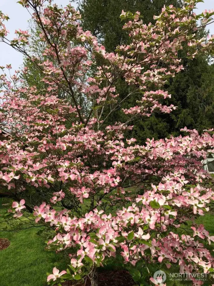 Pink dogwood
