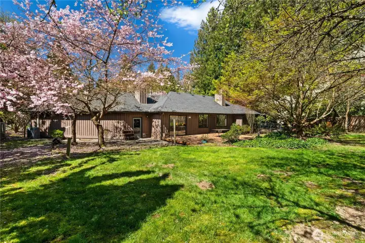 Springtime blossoms in the backyard