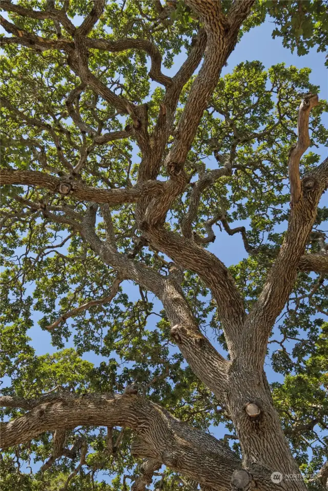 Iconic Garry Oak Trees.