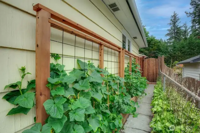Many established garden beds