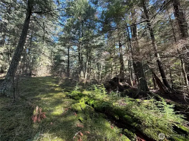 Mossy trails take you all around the 5.7+ acres of pristine forested land.