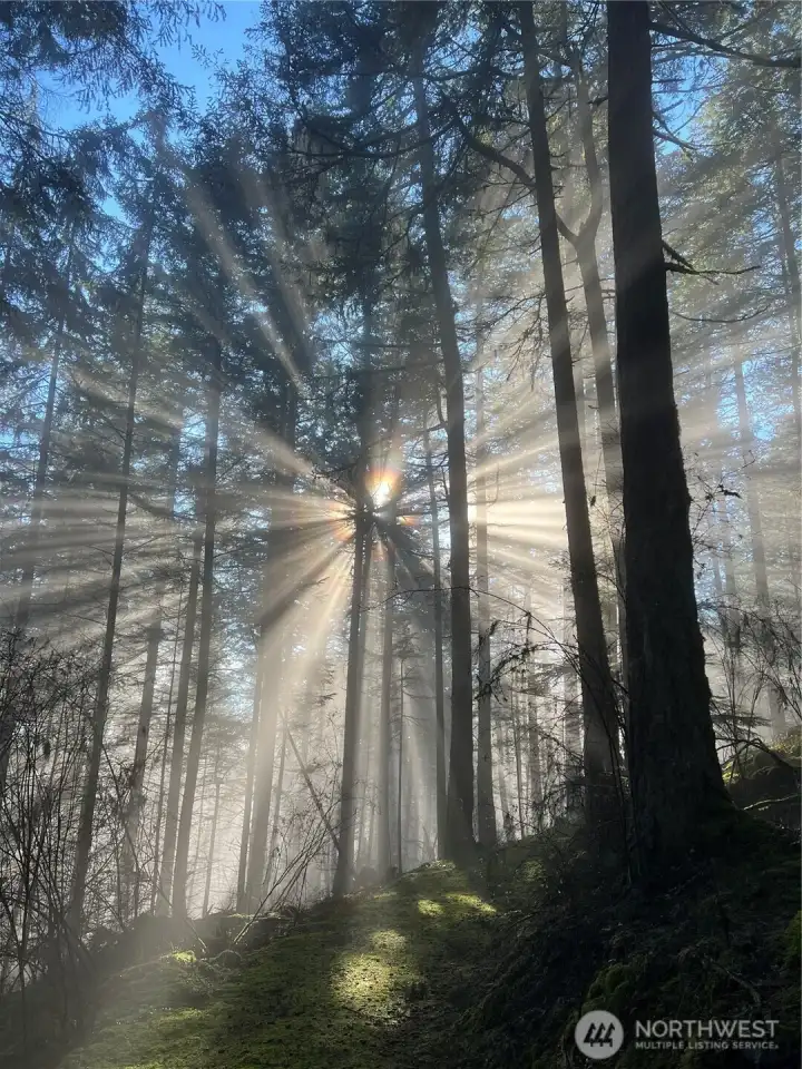 Magical setting for true Forest Bathing