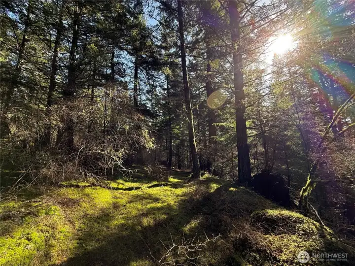 Mossy paths and knolls throughout the acreage of this exceptionally private and serene property