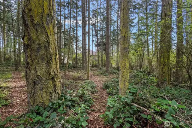 Your own private forest, just a few minutes from the beach.