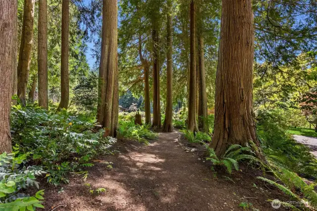 This groomed trail offers a beautiful way to amble between the main home and the guest cottage. The unspoiled forest here and on about 6 of the property’s 10 acres offers both natural beauty and tasty delights such as salal berries, black cap raspberries, red huckleberries, evergreen huckleberries, Oregon grapes, and more. Snack while you walk, pick some for canning, or leave them for the property’s thriving bird population.