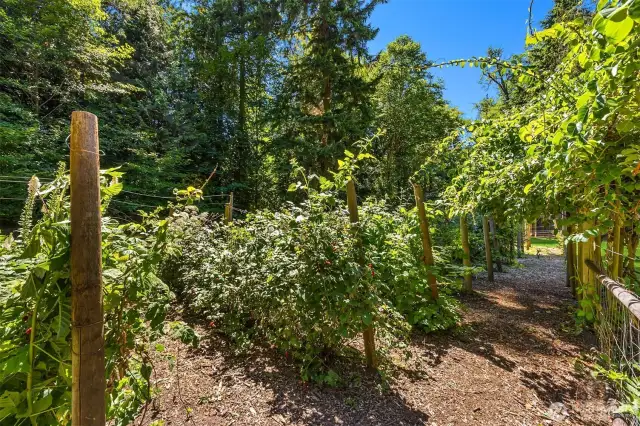 The enormous berry patch includes several types of berries, all ripening at different times…and all quite tasty! Not in this enclosure, you will also find blueberry bushes (adjacent to the sunny fenced garden above and behind the garage)