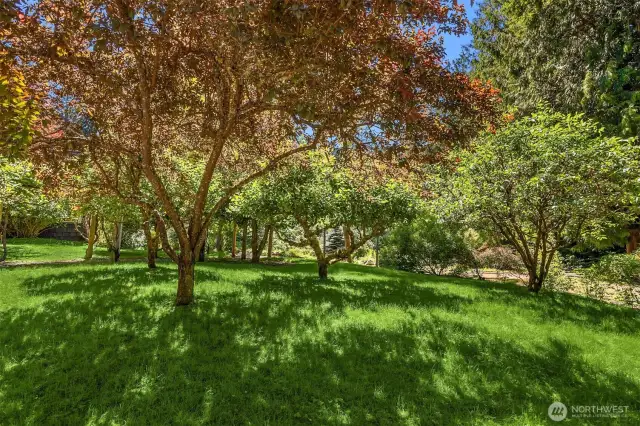 Here, the property’s orchard. Currently, you’ll find multiple varieties of apples and cherries. You’ll find espaliered fruits trees on the opposite side of the house near the coop and berry patch.