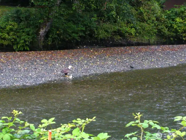 Eagle on shore Eagle on shore