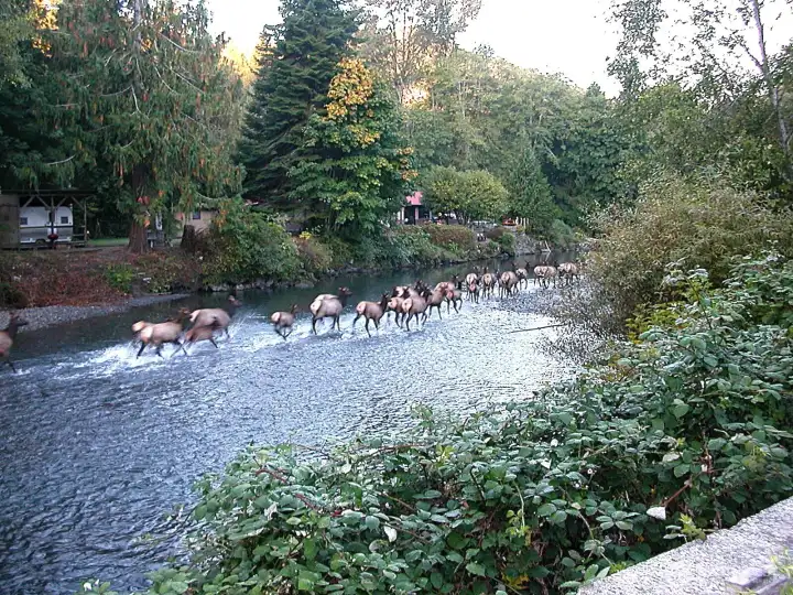 Elk in river Elk in river