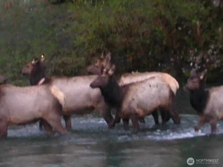 Elk in river Elk in river