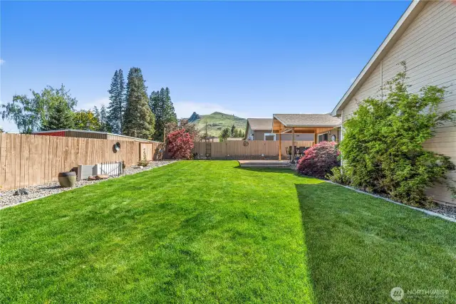 back yard