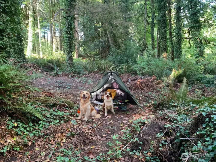Virtual dogs on site! This would be a great camping spot while you are waiting to build your home. Or just use as a “getaway” from city life in the summer!
