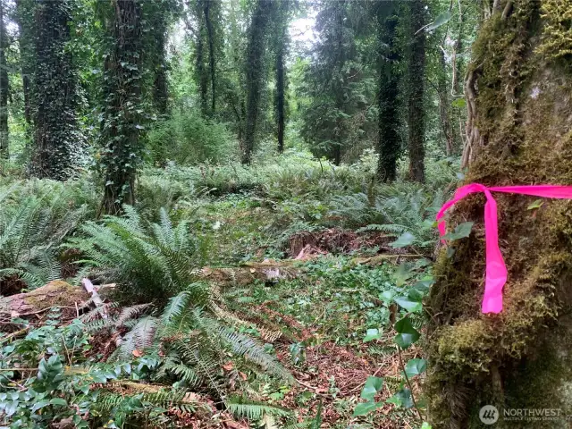 Trail winds among the ivy covered maple trees. Ivy has been cut back so you can see where you are stepping. Follow the pink ribbon to the overlook.