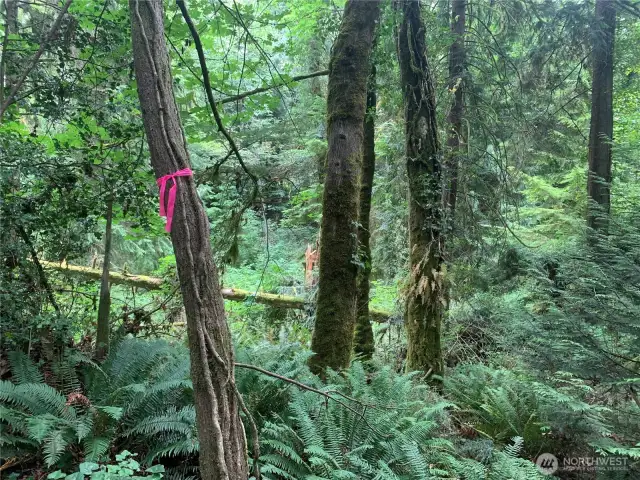 This is the edge of the bluff, below is that small stream that just cuts the east corner.