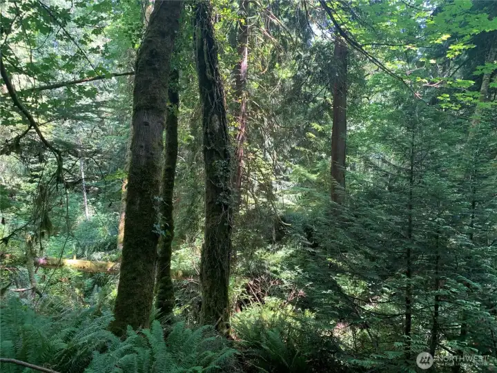 Did I already mention the lush natural setting?