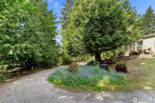 Private Drive at end of Rowe Road curves around through towering trees.