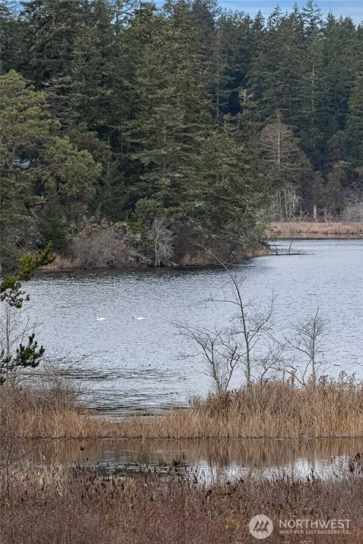 Private dock access with a wooded path leading to the home, offering both convenience and privacy for lake activities.