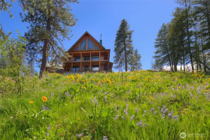 Abundance of wildflowers on the property. Abundance of wildflowers on the property.