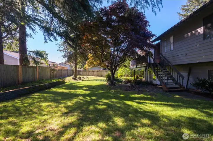 Back yard