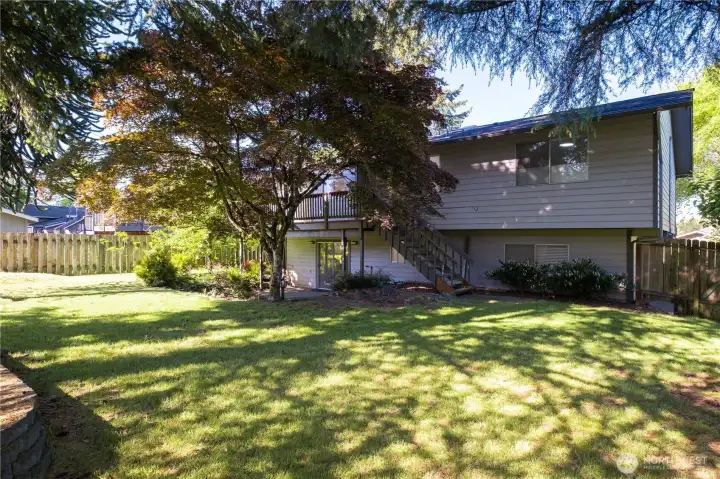 Back yard