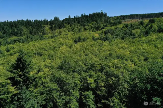 Aerial of parcel with the tall cedars at left. Alder forest mid photo. Top right shows cleared area with Kitsap County park at far top right.