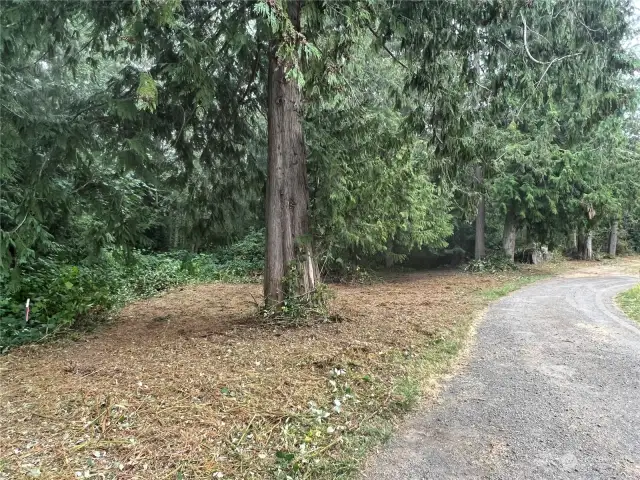 Tall cedars at W edge. NW corner shown at left.