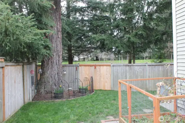 Back yard