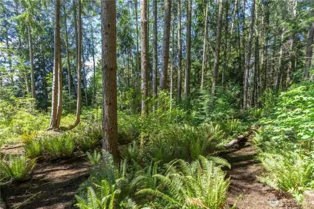 A lovely, fairy-like nature trail circles around the back woods. Here you'll find sword ferns, evergreens, huckleberries and more.