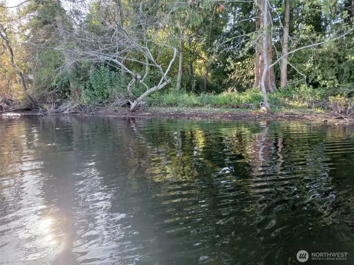 This is the actual shoreline of the Property, which sits in a little cove that opens into the lake