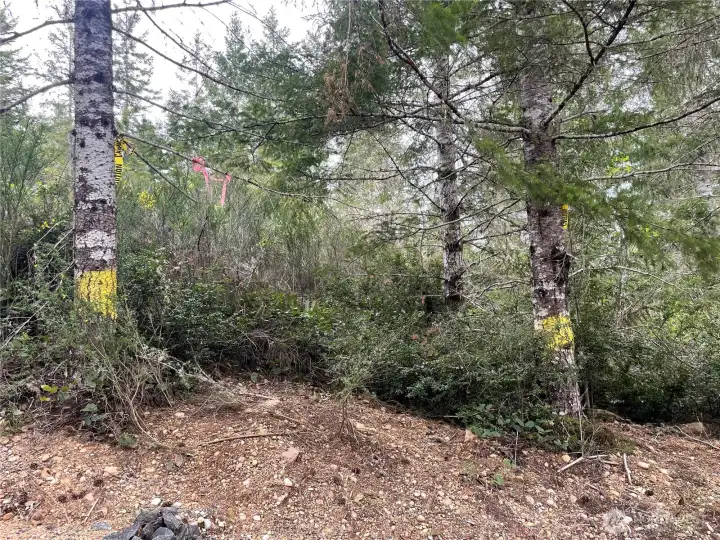 This is the area that was previously recommended for the driveway in.