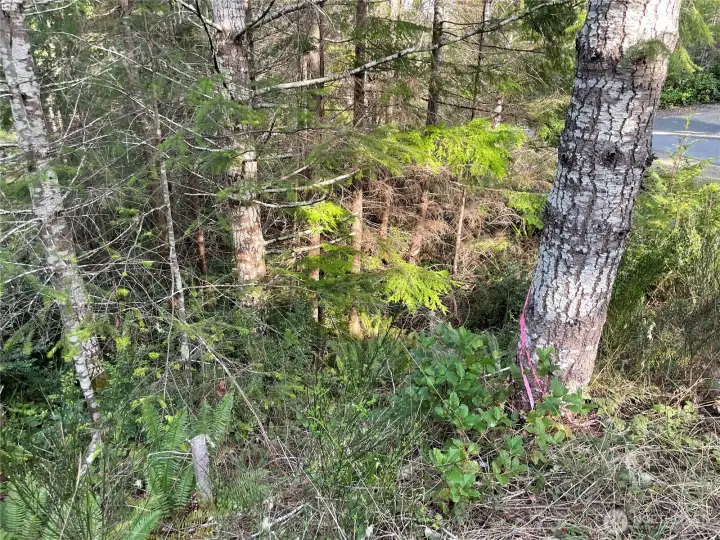 One of the property stakes.