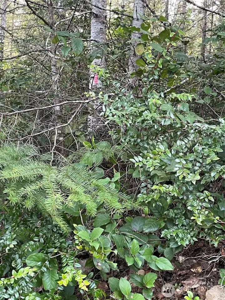 Tree on the opposite side of the road with stake marking.